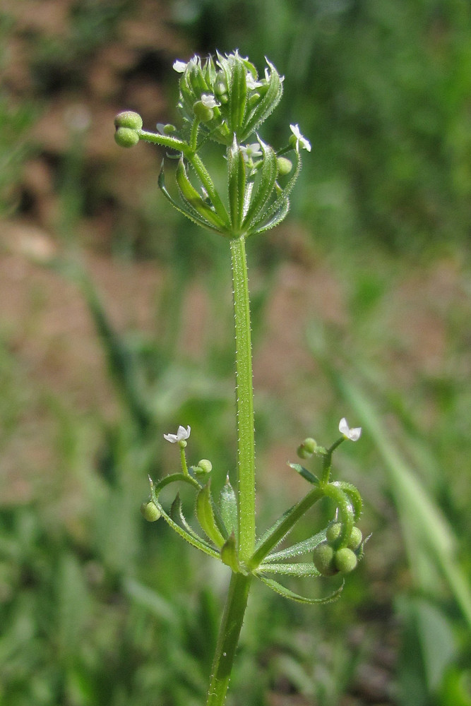 Изображение особи Galium tricornutum.