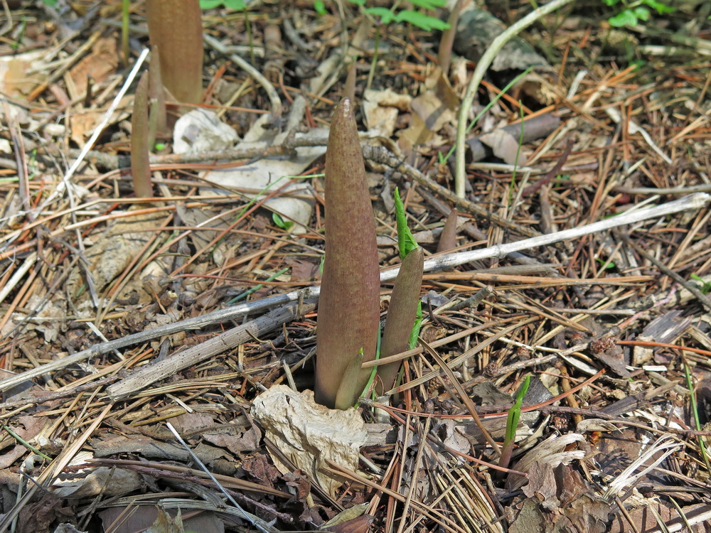 Image of Arisaema robustum specimen.