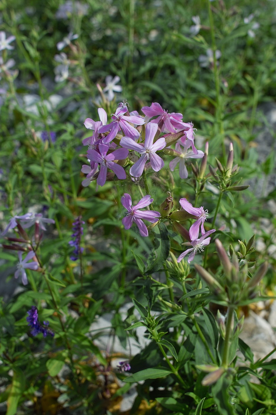 Изображение особи Saponaria officinalis.