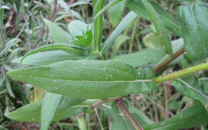 Изображение особи Rudbeckia bicolor.