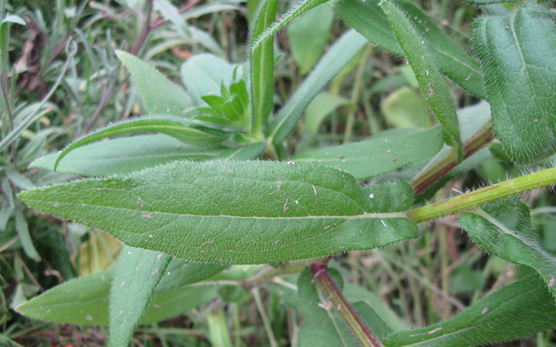 Image of Rudbeckia bicolor specimen.