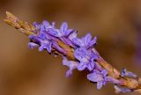 Lavandula coronopifolia