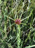 Tragopogon porrifolius ssp. longirostris