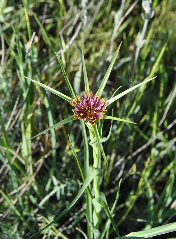 Image of Tragopogon porrifolius ssp. longirostris specimen.