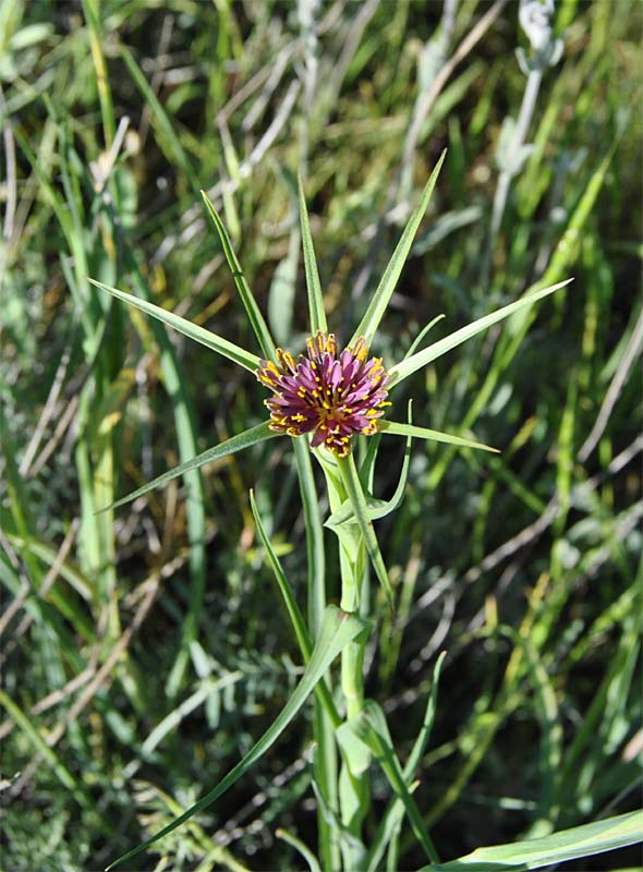 Изображение особи Tragopogon krascheninnikovii.