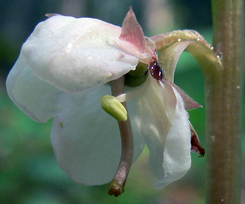 Изображение особи Pyrola rotundifolia.