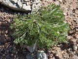 Artemisia campestris