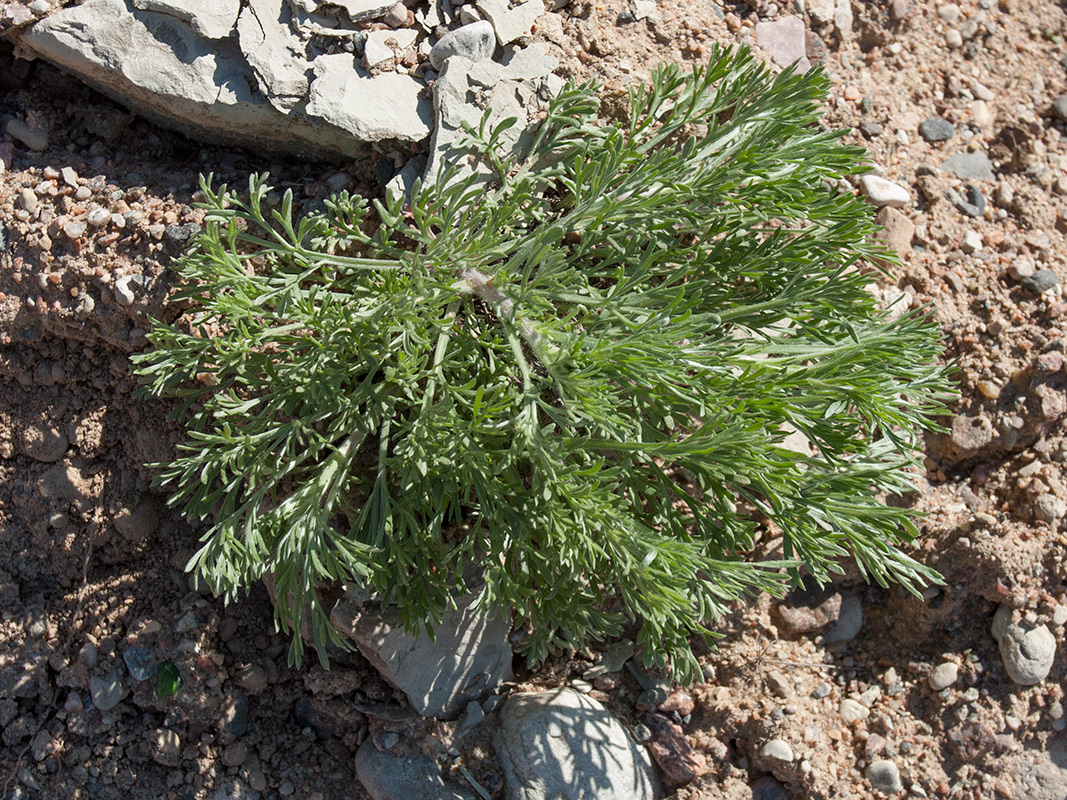 Изображение особи Artemisia campestris.