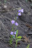 Campanula persicifolia