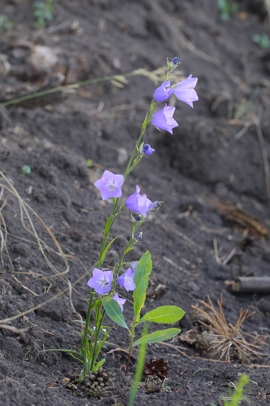 Image of Campanula persicifolia specimen.