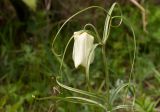 Fritillaria leucantha