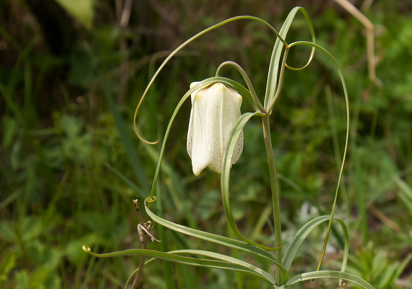 Image of Fritillaria leucantha specimen.