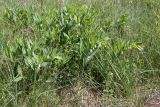 Polygonatum odoratum. Цветущие растения на суходольном лугу в сообществе с Galium и Helictotrichon pratense (листья на переднем плане). Псковская обл., Печорский р-н, Изборско-Мальская долина близ южной оконечности Мальского озера. 29.05.2016.