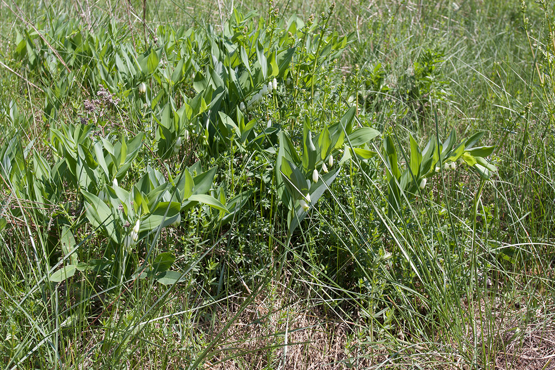 Image of Polygonatum odoratum specimen.