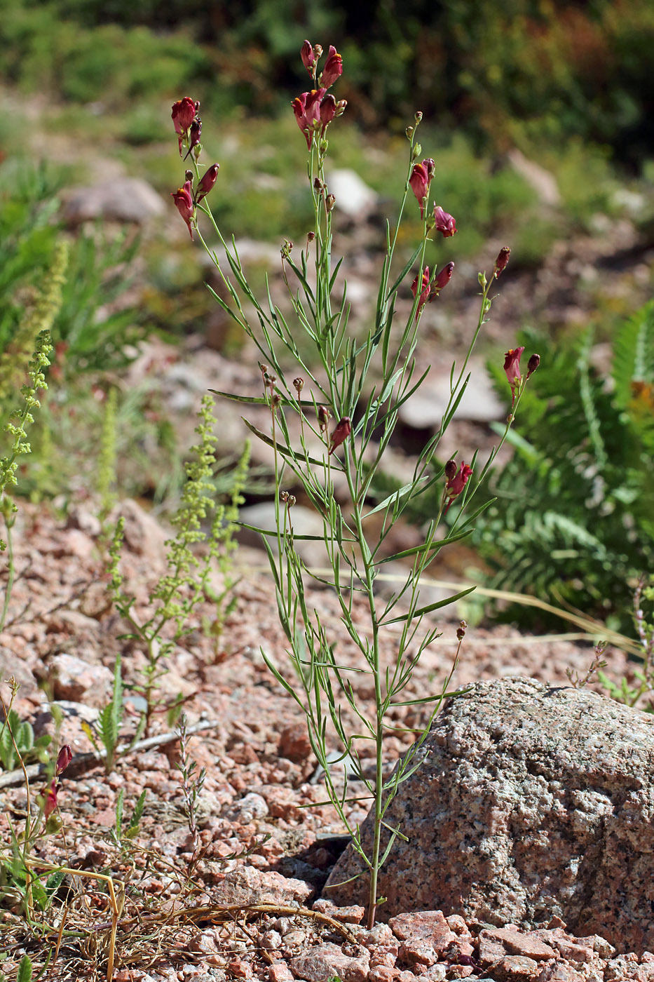 Image of Linaria popovii specimen.