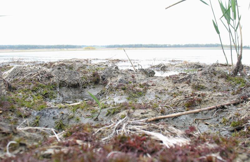 Image of Myriophyllum sibiricum specimen.