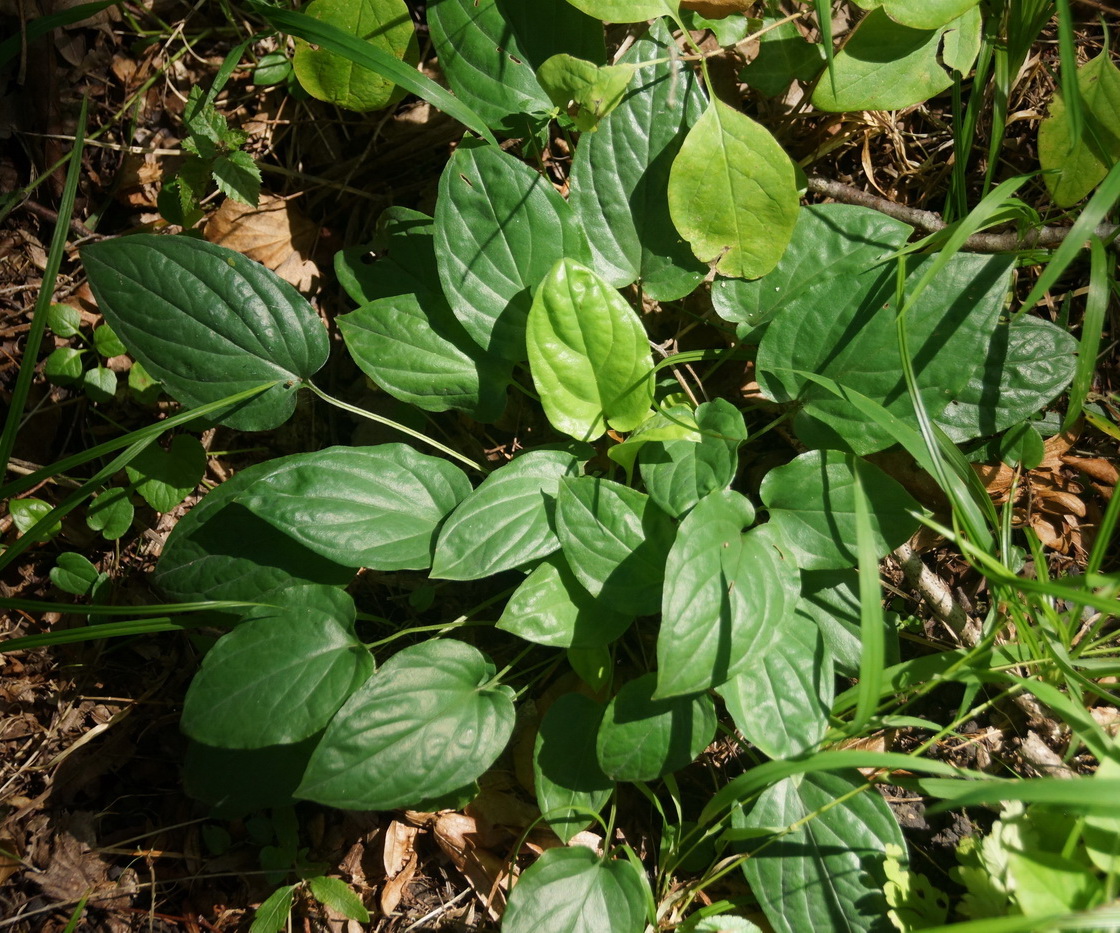 Image of Omphalodes cappadocica specimen.