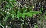 Cirsium vulgare