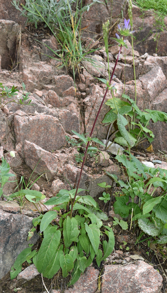 Image of Campanula glomerata specimen.