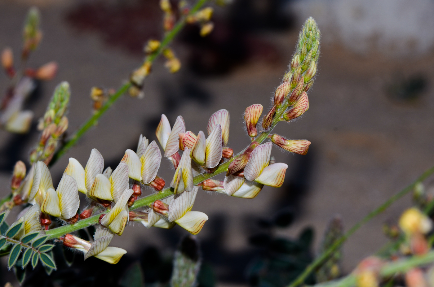 Изображение особи Onobrychis ptolemaica.