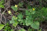 Chelidonium majus
