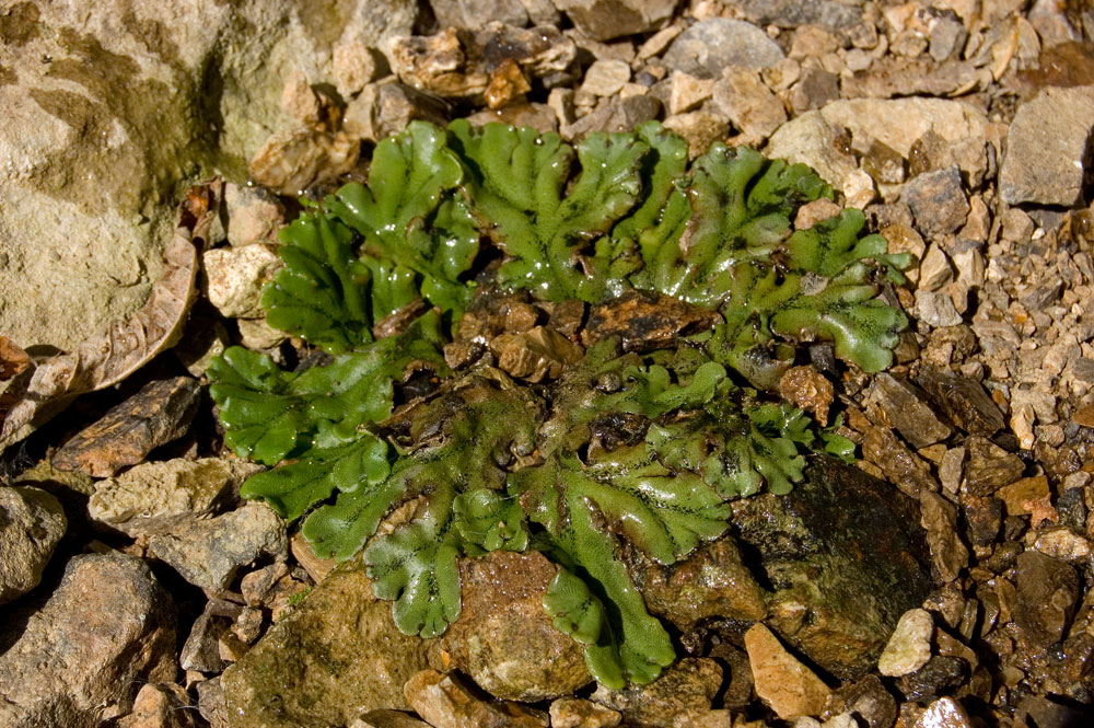 Изображение особи Marchantia polymorpha.