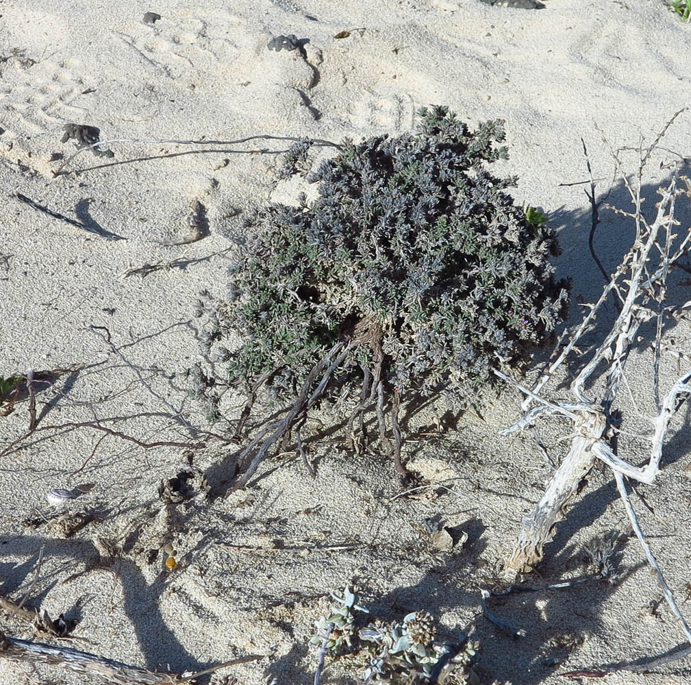 Image of Frankenia capitata specimen.