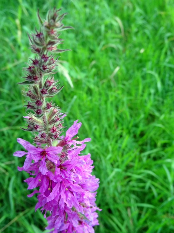 Image of Lythrum salicaria specimen.