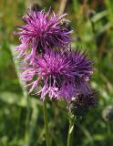 Centaurea scabiosa. Соцветия. Ленинградская обл., окр. ж-д ст. Кавголово. 12.07.2009.