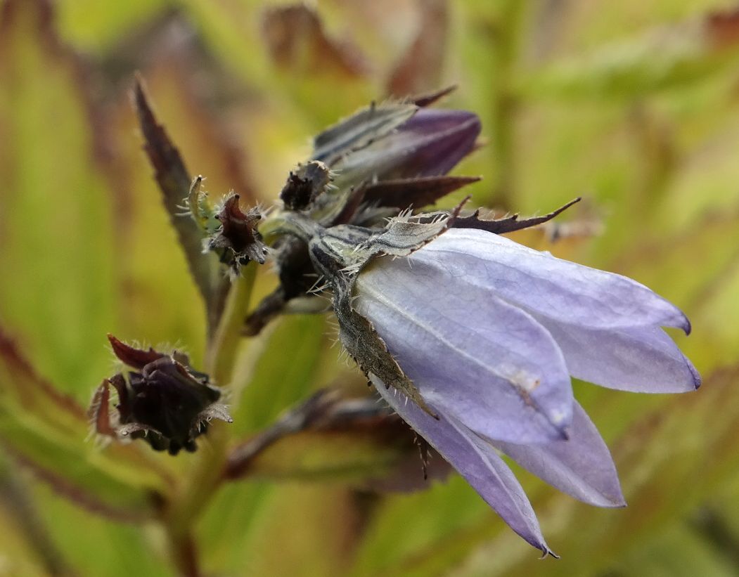 Изображение особи Gadellia lactiflora.