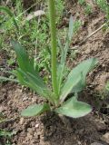 Valeriana chionophila. Нижняя часть растения. Сырдарьинский Каратау, Каратауский заповедник, ур. Казанбулак, глинистый склон. 25.04.2013.