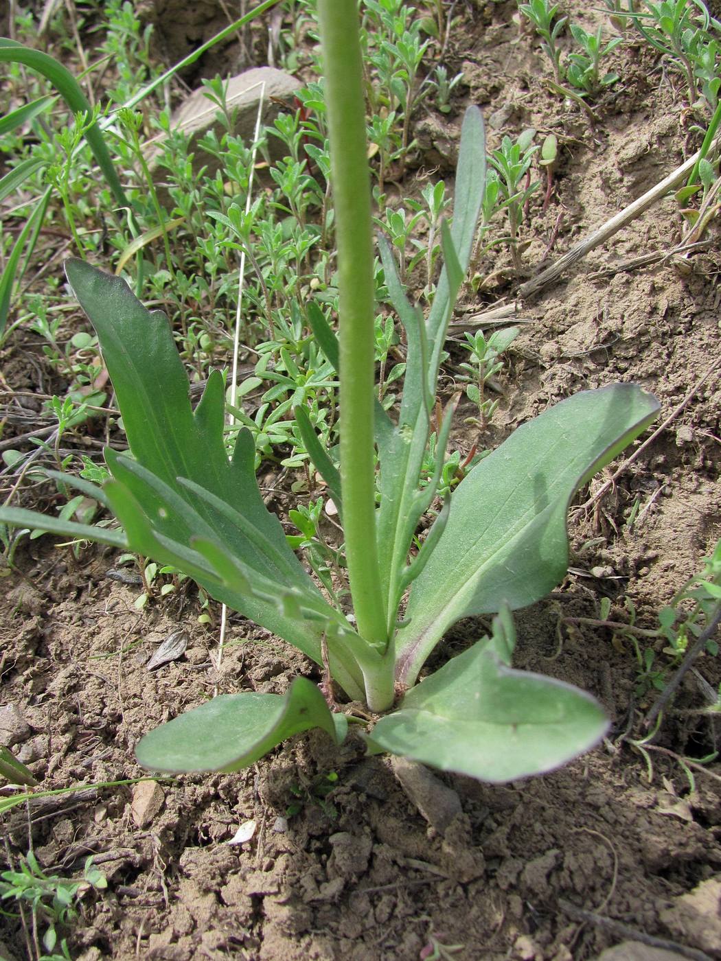 Image of Valeriana chionophila specimen.