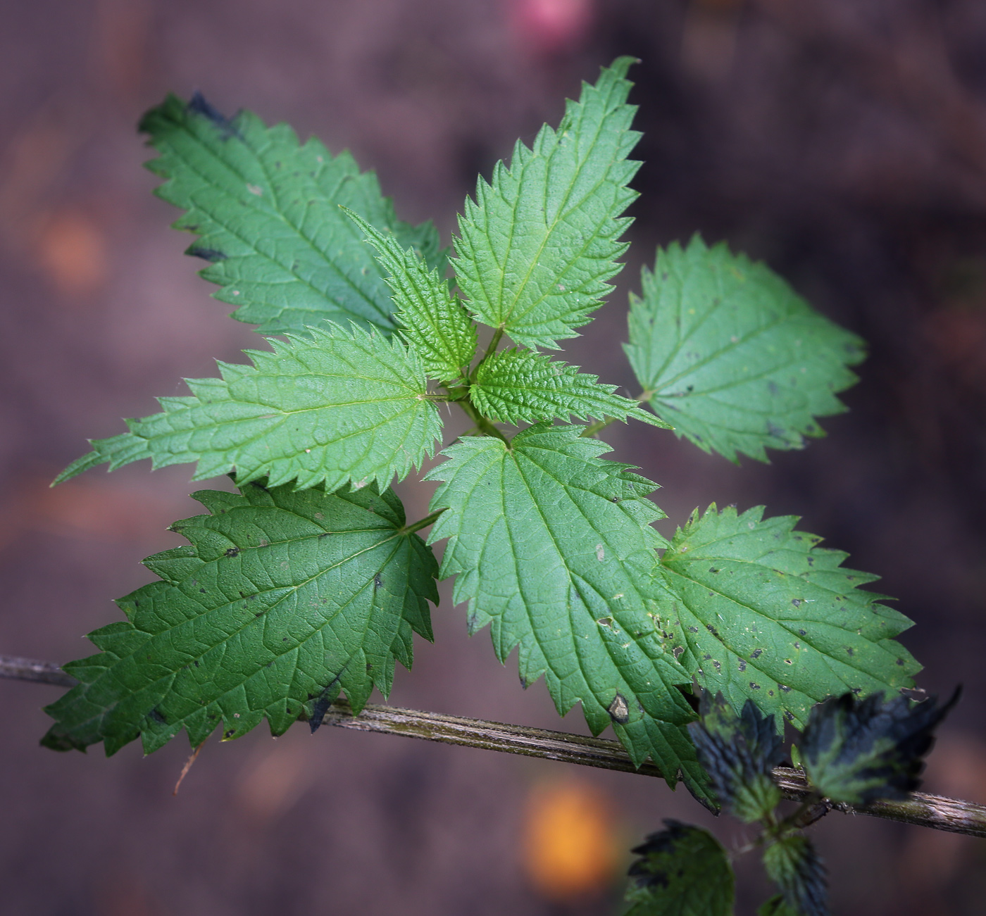 Маленькая крапива. Крапива двудомная. Крапива двудомная (Urtica dioica). Крапива двудомная (Urtica dioica l.). Крапива мелколистная.