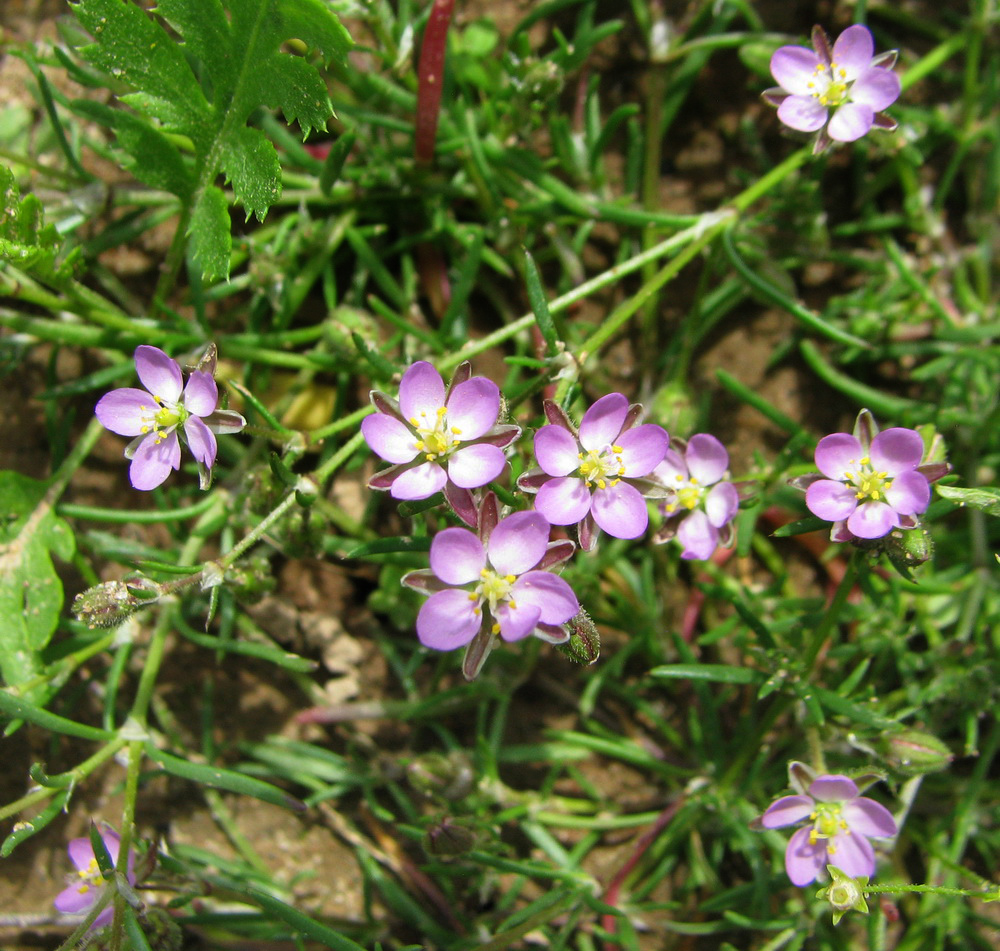 Изображение особи Spergularia rubra.