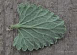 Nepeta mussinii