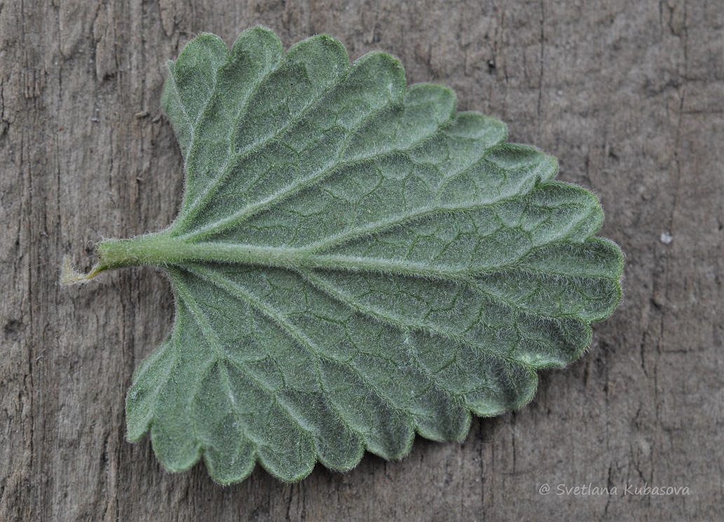 Image of Nepeta mussinii specimen.