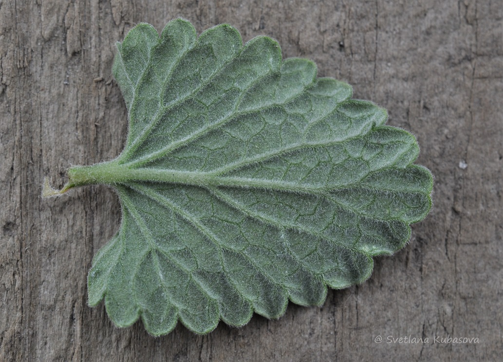 Изображение особи Nepeta mussinii.