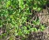 Thalictrum minus