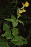 Inula racemosa