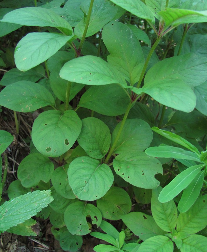 Изображение особи Lysimachia verticillaris.