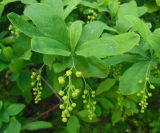 Berberis koreana