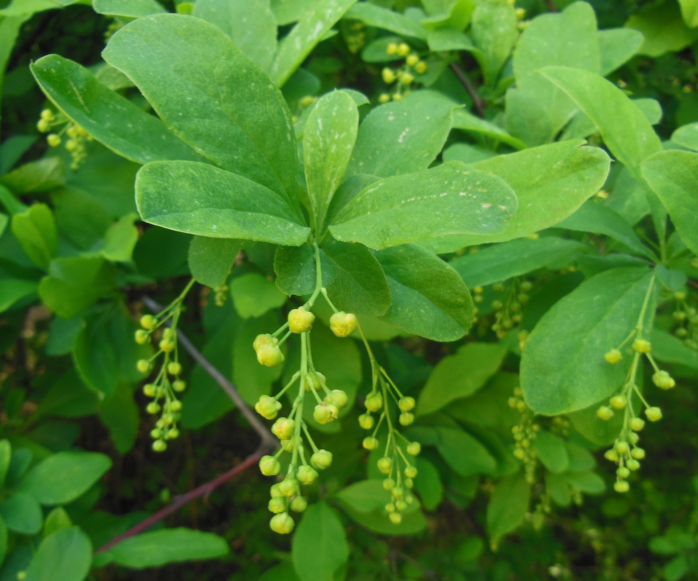 Изображение особи Berberis koreana.