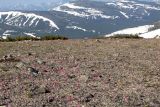 Dicentra peregrina. Дицентровый \"луг\". Магаданская обл., окр. Магадана, пос. Снежная Долина, водораздел в бассейне р. Дукча, горная тундра. 12.06.2009.