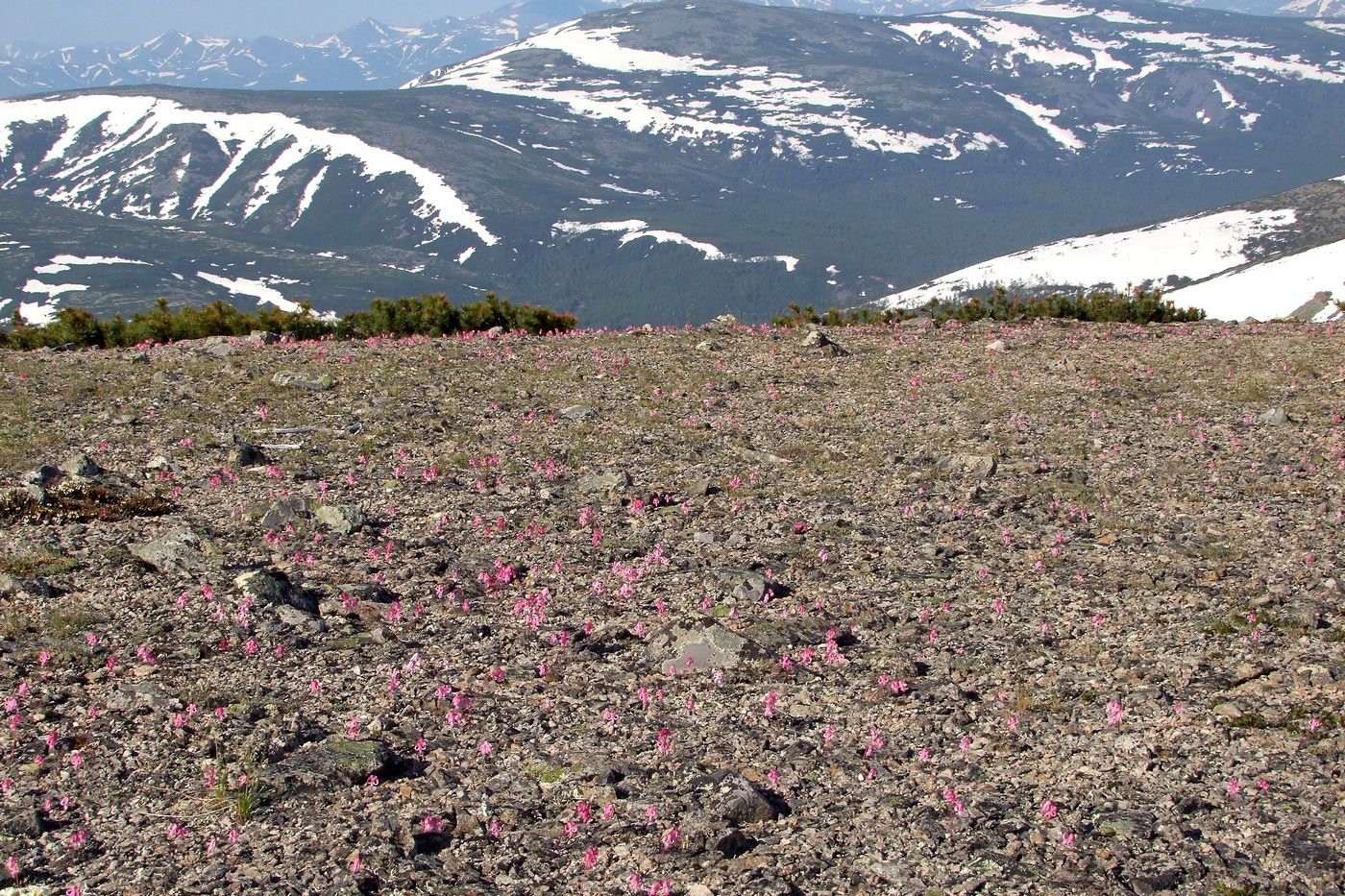 Image of Dicentra peregrina specimen.