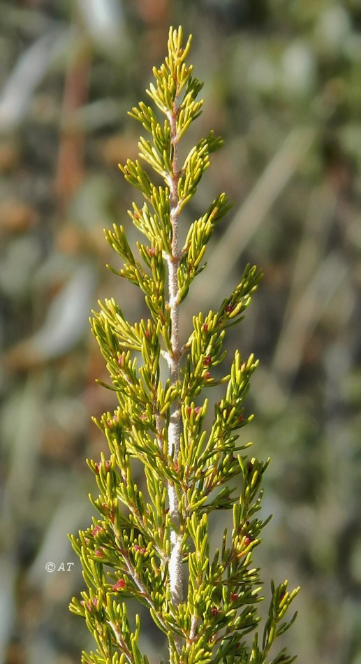 Image of Erica arborea specimen.