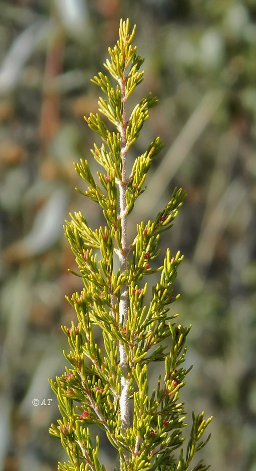 Изображение особи Erica arborea.