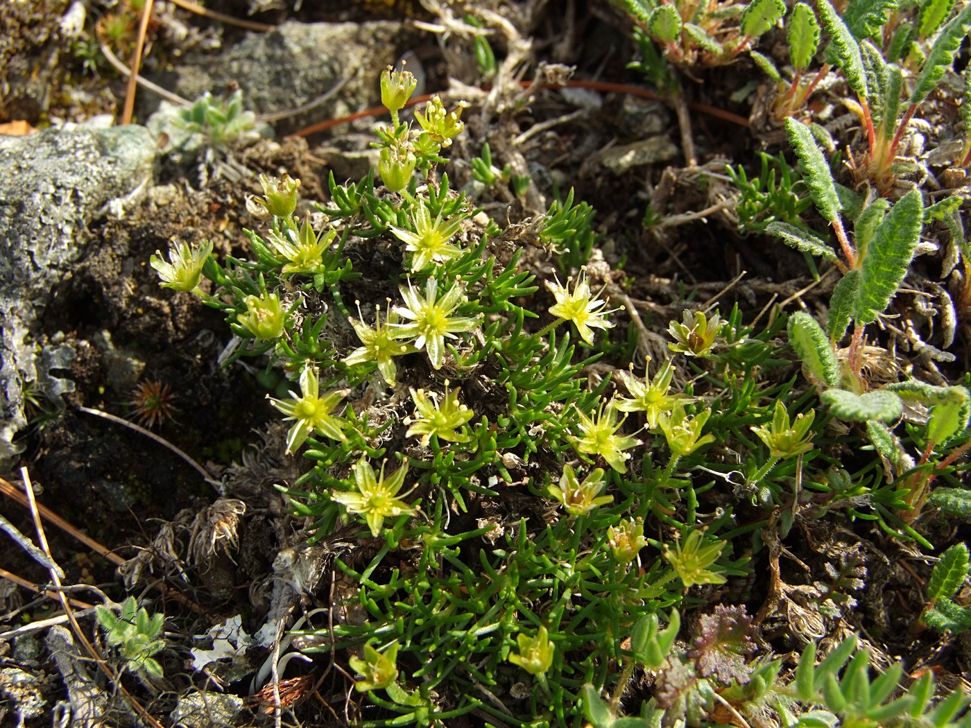 Изображение особи Stellaria sibirica.