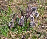 Pulsatilla bohemica. Цветущее растение на степном склоне. Украина, Донецкая область, Старобешевский р-н, восточнее с. Обильное. 03.04.2009.