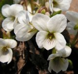 Viola pacifica