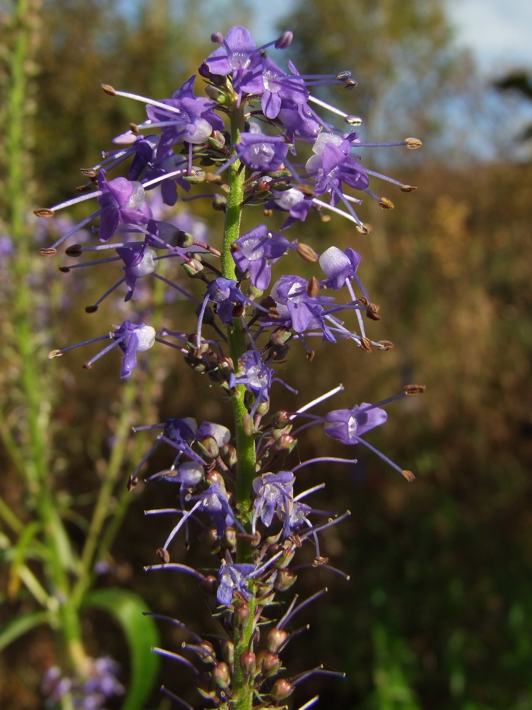 Изображение особи Veronica longifolia.